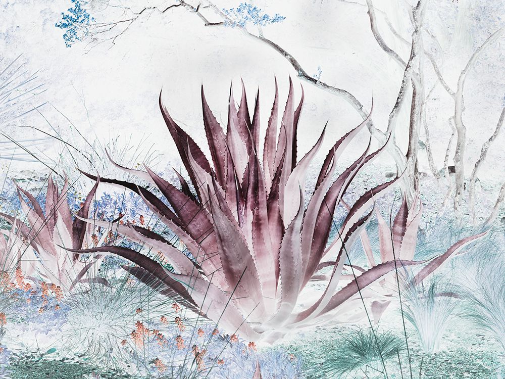 Aloe from the Lady Bird Johnson Wildflower Center-Austin-Texas art print by Carol Highsmith for $57.95 CAD