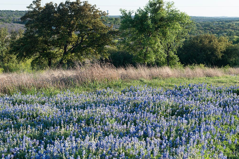 Bluebonnets-the State Flower-near Marble Falls in the Texas Hill art print by Carol Highsmith for $57.95 CAD
