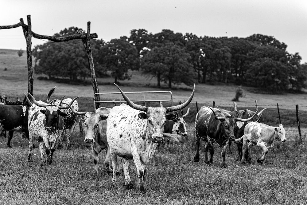 Lonesome Pine Ranch Austin County Texas art print by Texas Picture Archive for $57.95 CAD