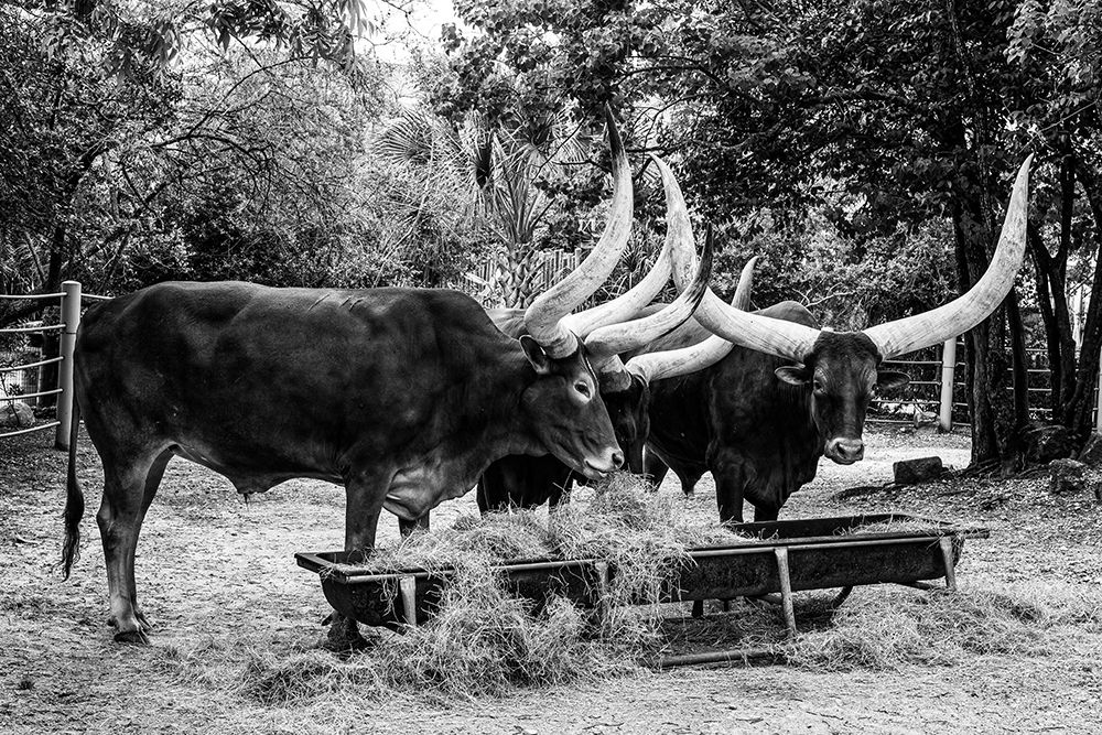 Longhorn Cattle on Abilene State Historical Park-Texas art print by Carol Highsmith for $57.95 CAD