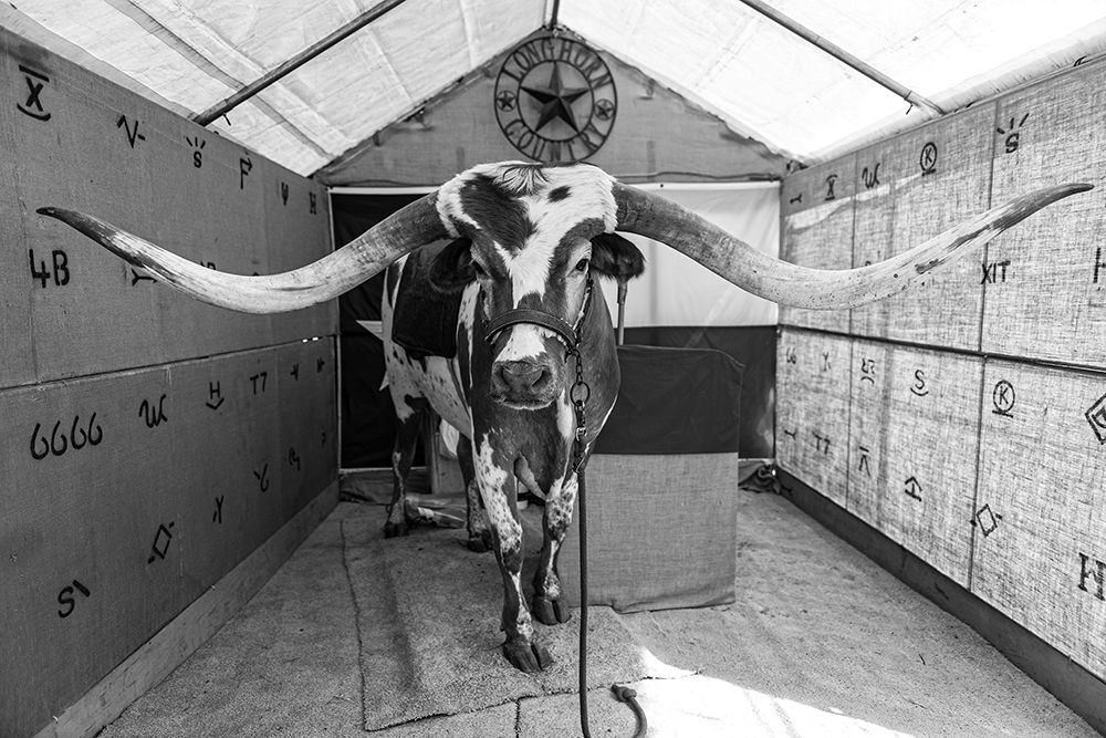 Longhorn Steer at the Zapata County Fair in Texas art print by Carol Highsmith for $57.95 CAD