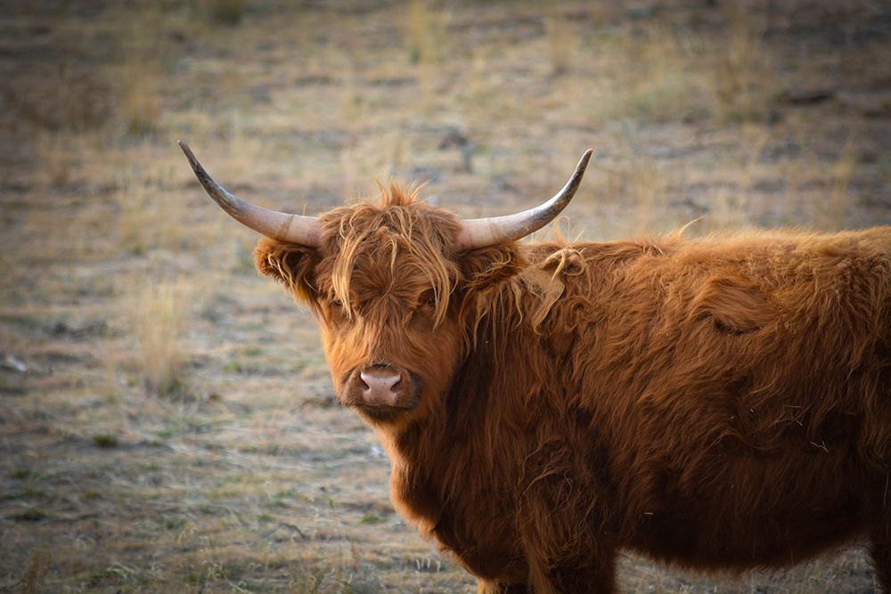 Texas Brown Steer art print by Texas Picture Archive for $57.95 CAD
