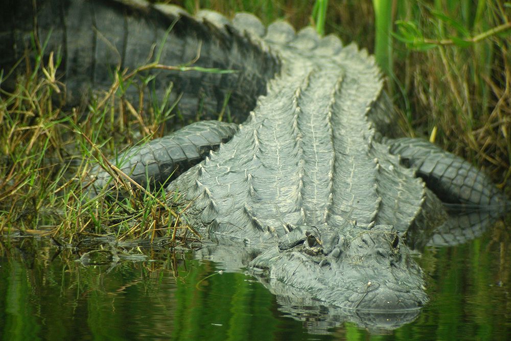 Texas Gator art print by Dennis Demcheck for $57.95 CAD