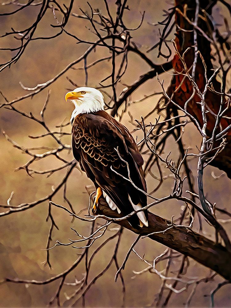 Bald Eagle art print by Alpenglow Workshop for $57.95 CAD
