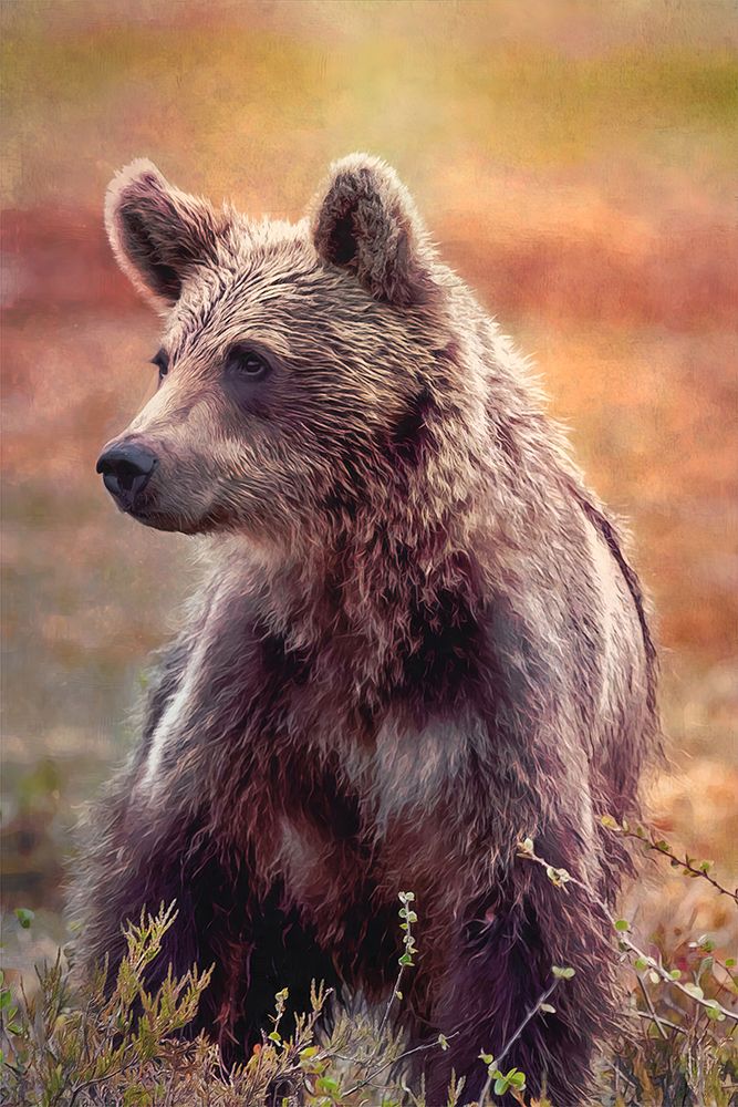 Brown Bear art print by Alpenglow Workshop for $57.95 CAD