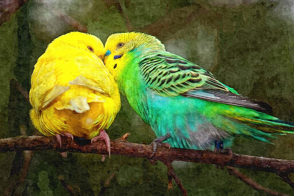 Budgie Snuggles art print by Alpenglow Workshop for $57.95 CAD