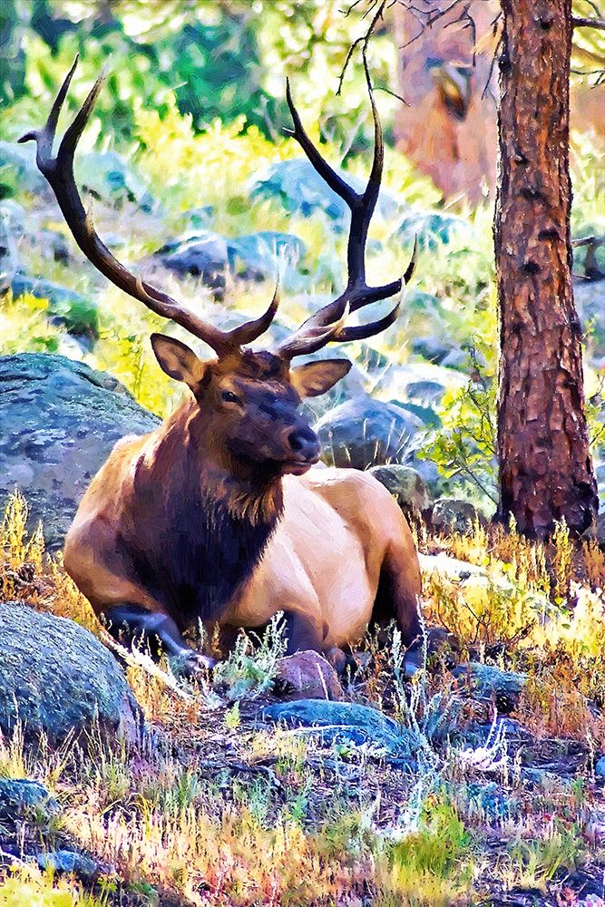 Bull Elk art print by Alpenglow Workshop for $57.95 CAD