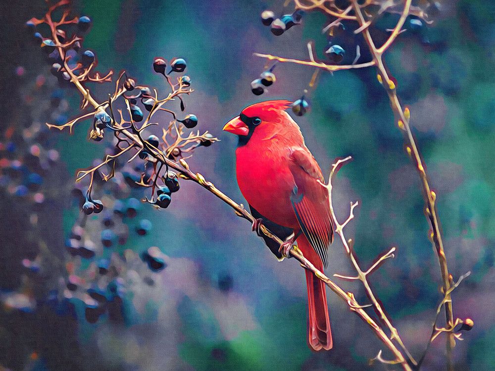 Cardinal and Berries art print by Alpenglow Workshop for $57.95 CAD