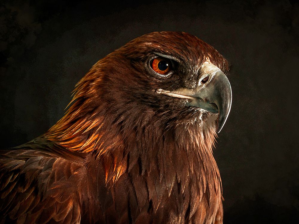 Golden Eagle art print by Alpenglow Workshop for $57.95 CAD