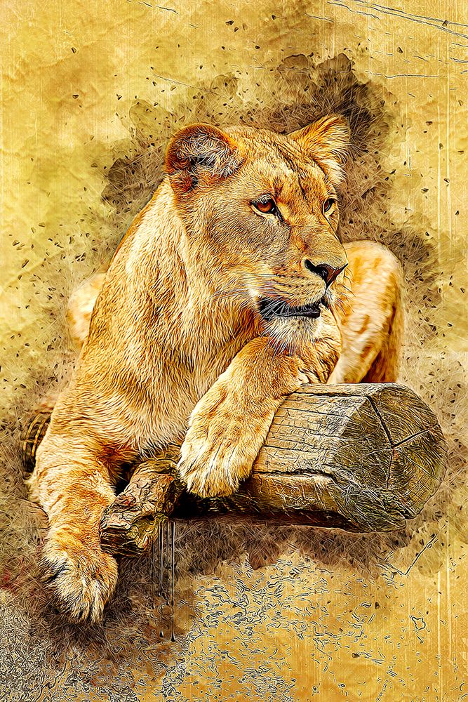 Lioness art print by Alpenglow Workshop for $57.95 CAD