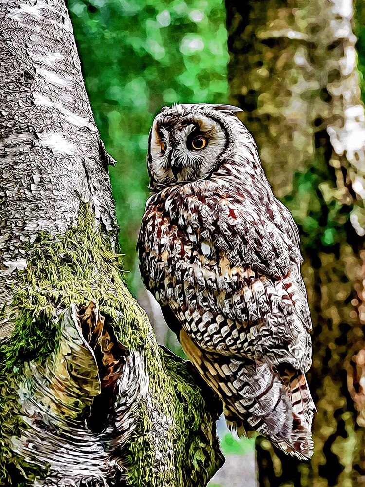 Long Eared Owl art print by Alpenglow Workshop for $57.95 CAD