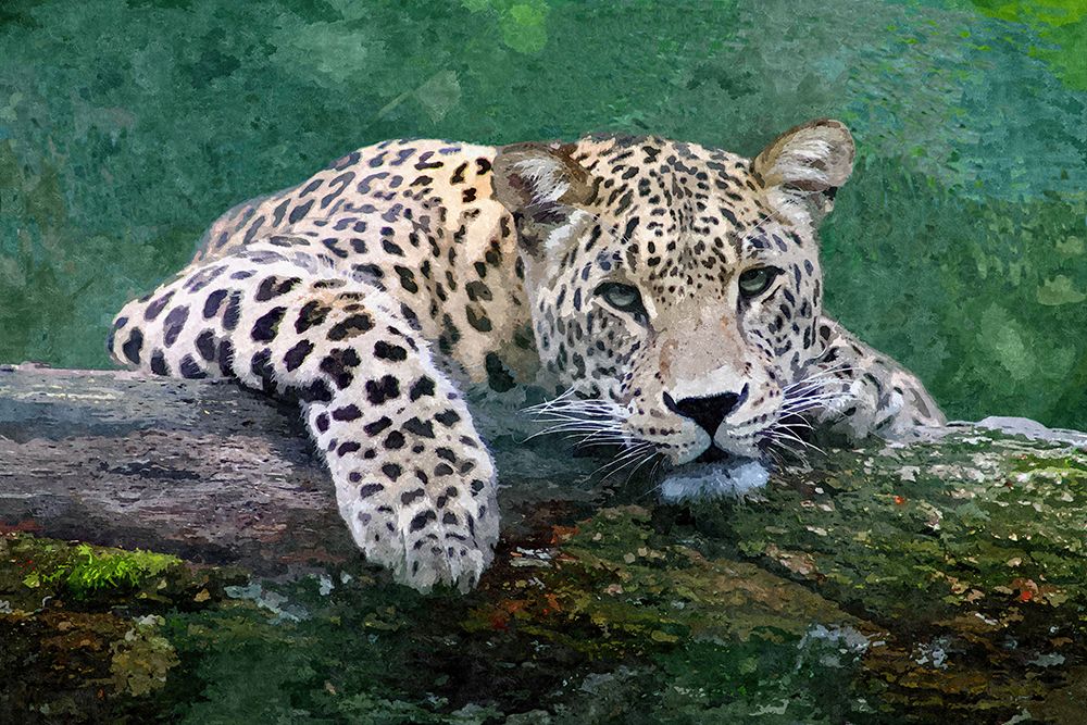 Snow Leopard art print by Alpenglow Workshop for $57.95 CAD