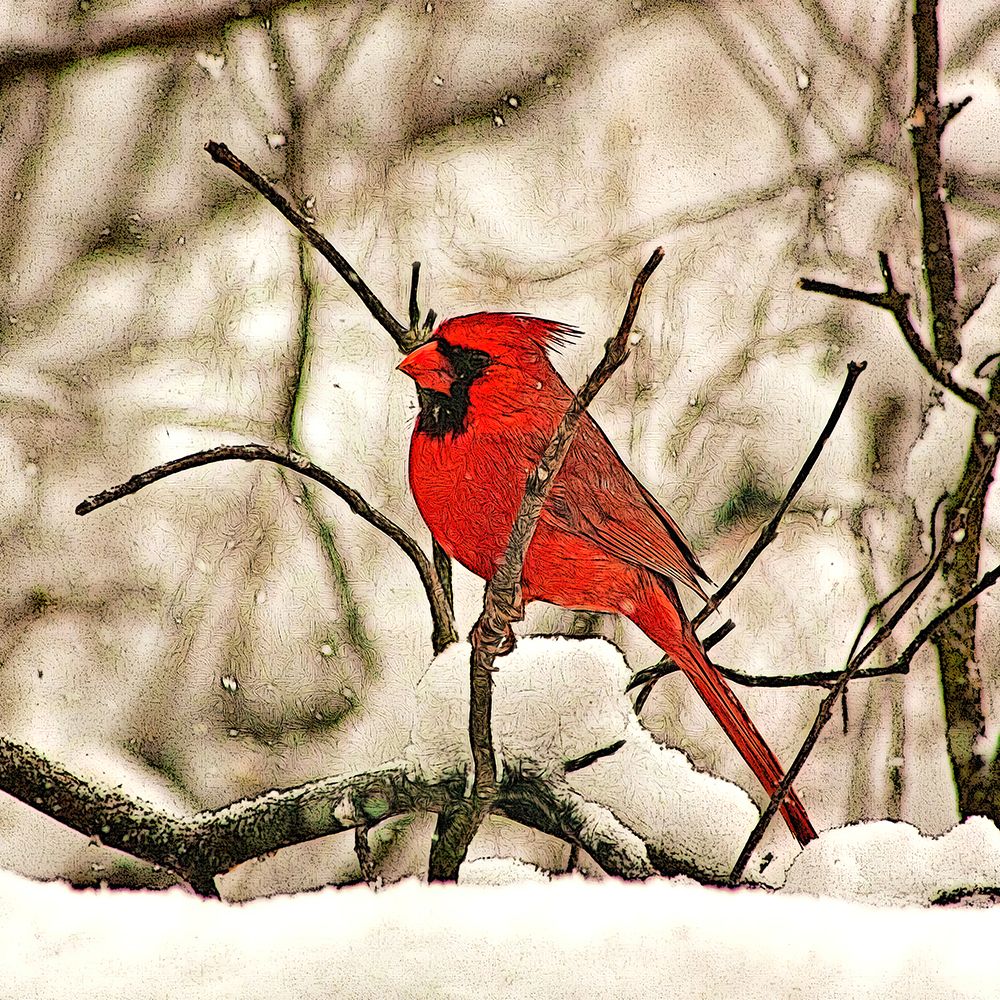 Winters Perch art print by Alpenglow Workshop for $57.95 CAD