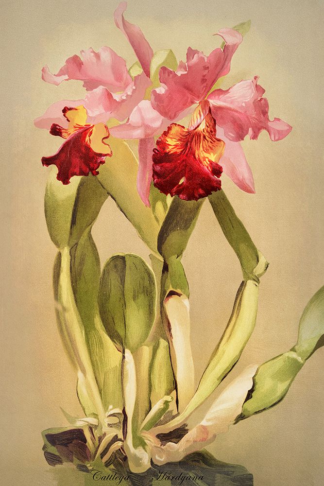 Cattleya Hardyana Orchid art print by Alpenglow Workshop for $57.95 CAD