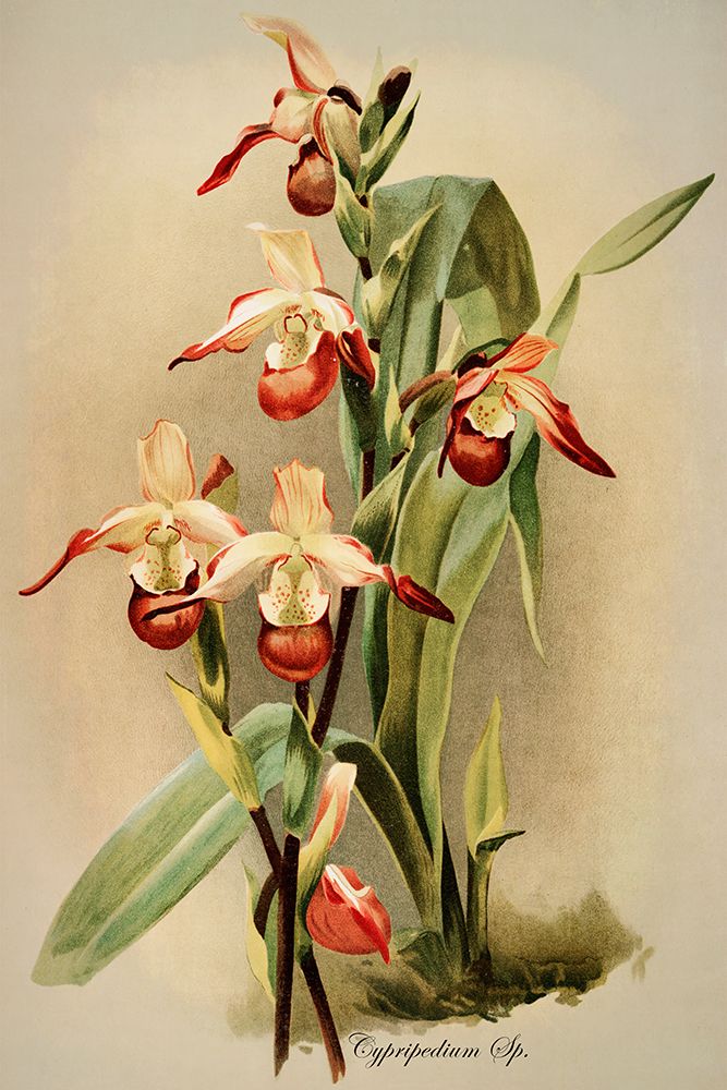 Cypridedium Orchid art print by Alpenglow Workshop for $57.95 CAD