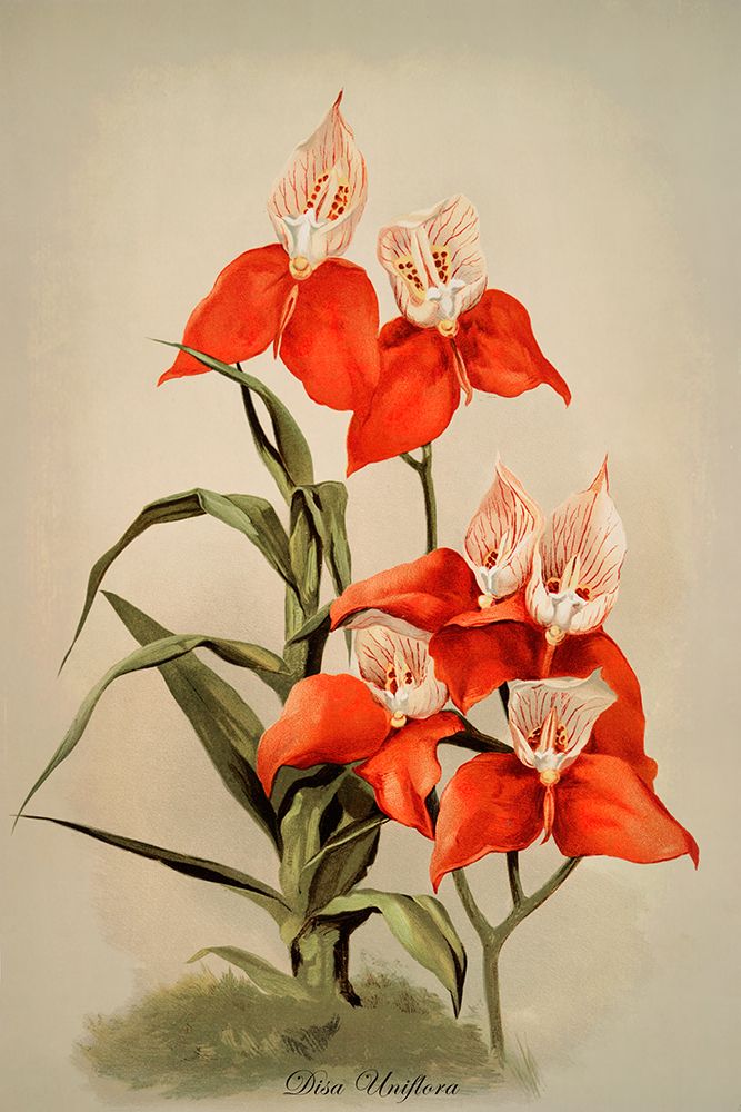Disa Uniflora Orchid art print by Alpenglow Workshop for $57.95 CAD
