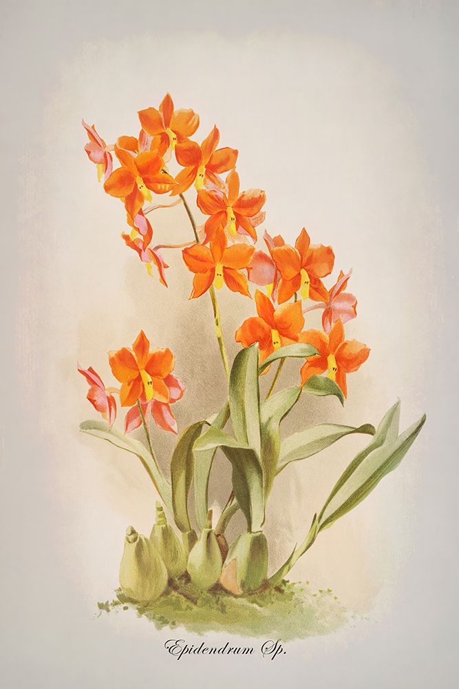 Epidendrum Orchid art print by Alpenglow Workshop for $57.95 CAD