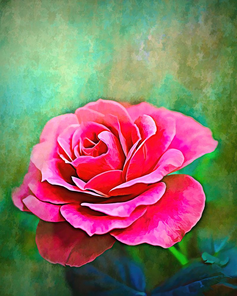 Exquisite Pink Rose art print by Alpenglow Workshop for $57.95 CAD