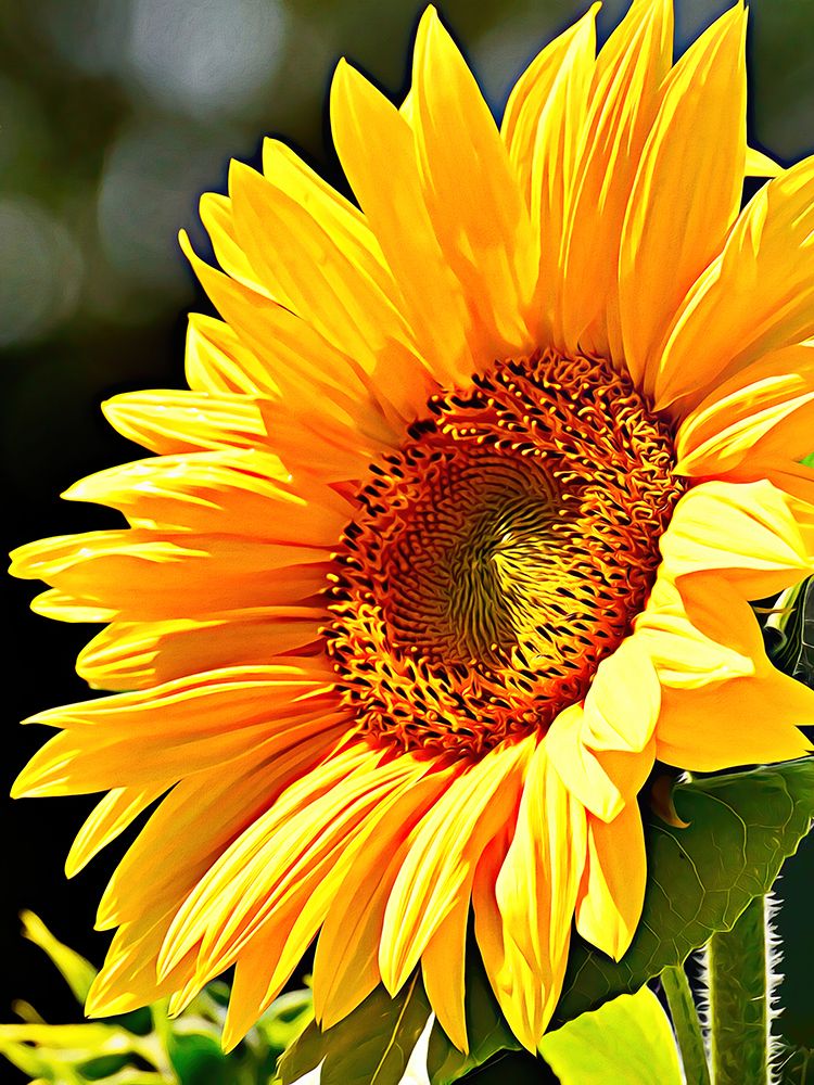 Sunflower art print by Alpenglow Workshop for $57.95 CAD