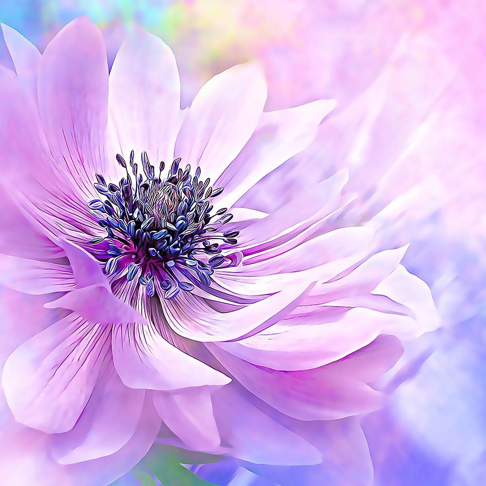 Wispy Purple Anemone art print by Alpenglow Workshop for $57.95 CAD