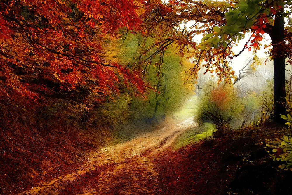 Autumn Forest Edge art print by Alpenglow Workshop for $57.95 CAD