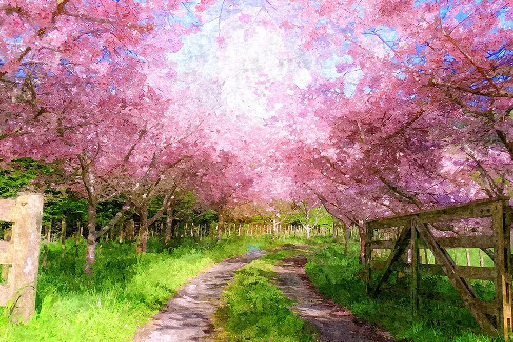 Cherry Blossom Lane art print by Alpenglow Workshop for $57.95 CAD