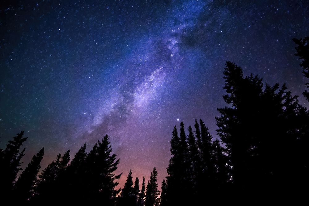 Conifers Reaching to Milky Way art print by Alpenglow Workshop for $57.95 CAD
