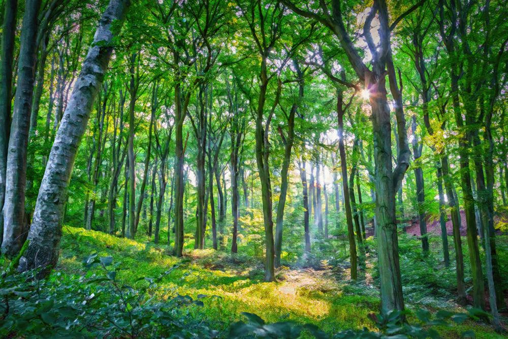 Emerald Forest art print by Alpenglow Workshop for $57.95 CAD