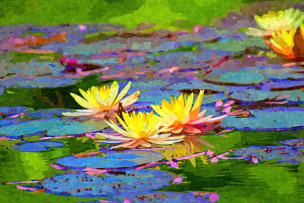 Yellow Water Lillies art print by Alpenglow Workshop for $57.95 CAD