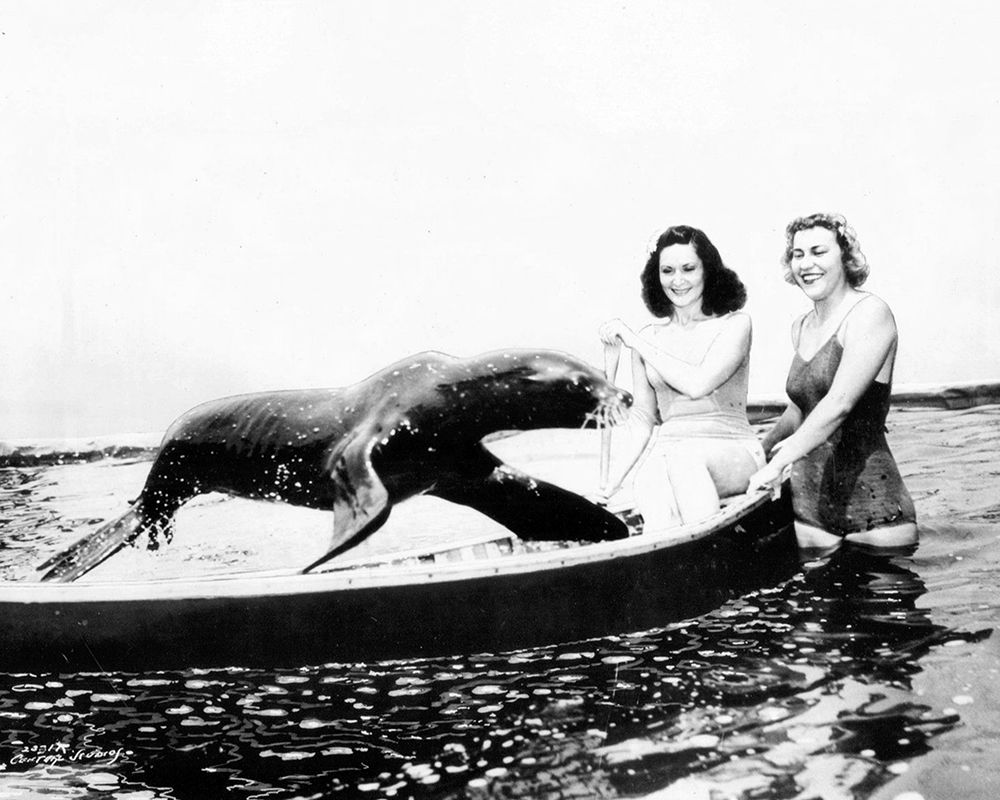 Sharkey the Seal, 1941 art print by Vintage Hollywood Archive for $57.95 CAD