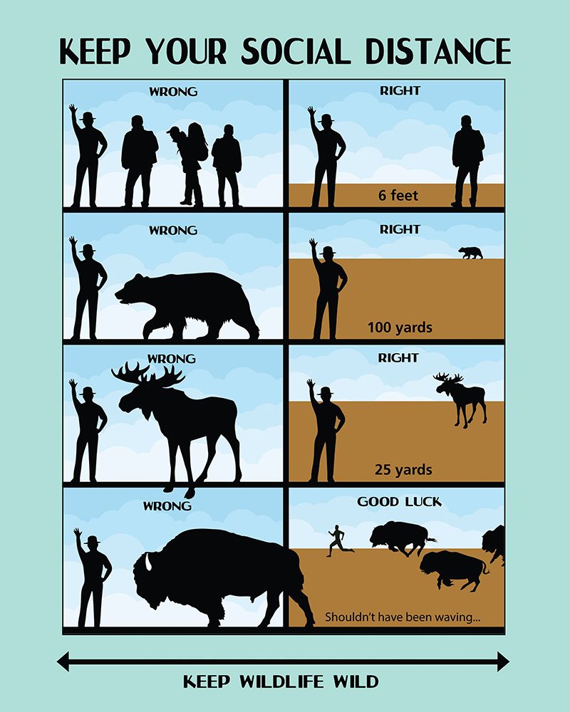 Social Distance Wildlife Safety Poster art print by Vintage Travel Posters for $57.95 CAD