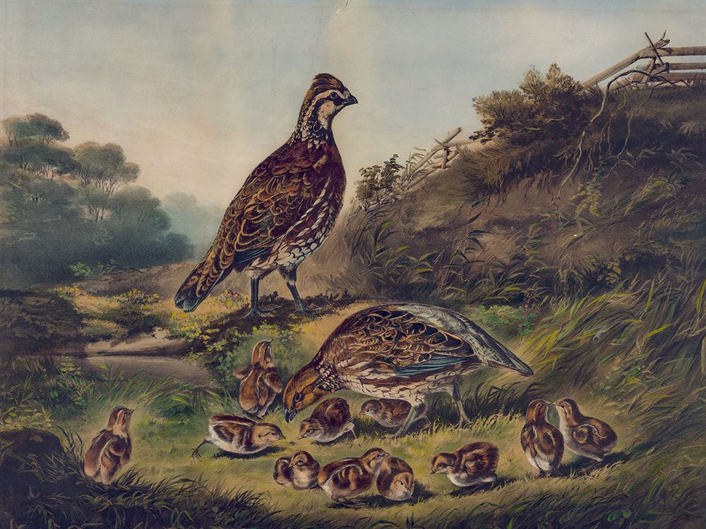 Cares of a Family art print by Arthur Fitzwilliam Tait for $57.95 CAD