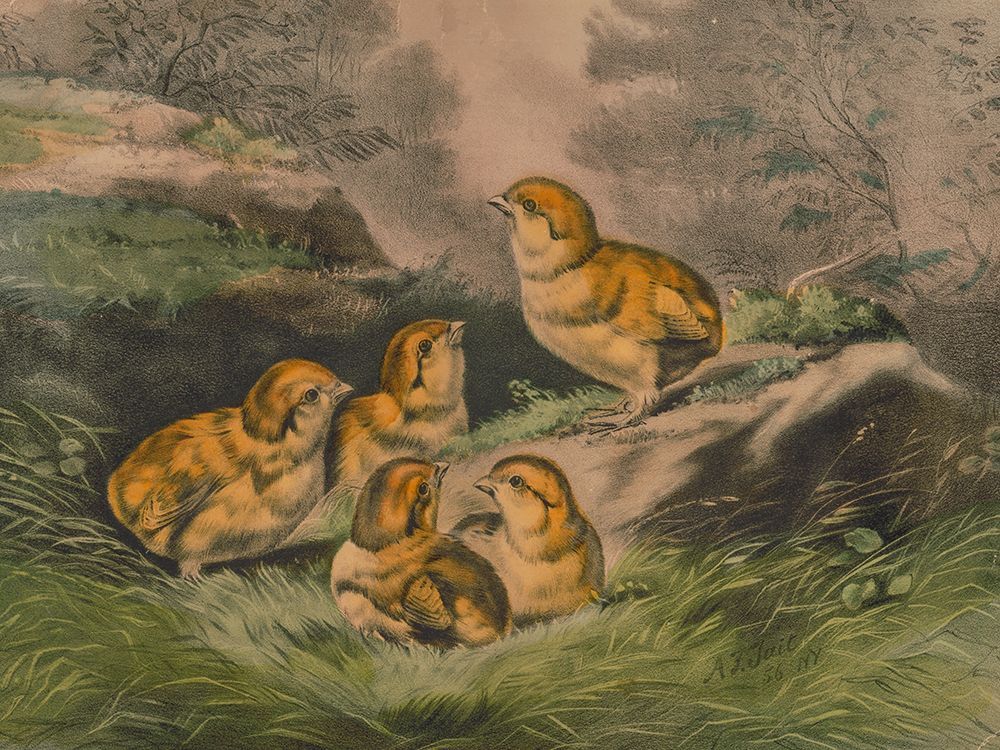 The Infant Brood art print by Arthur Fitzwilliam Tait for $57.95 CAD