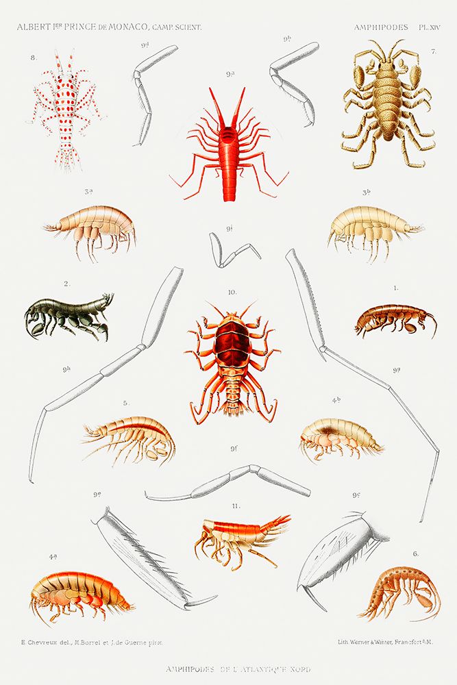 Amphipods of the North Atlantic art print by Albert I Prince of Monaco for $57.95 CAD