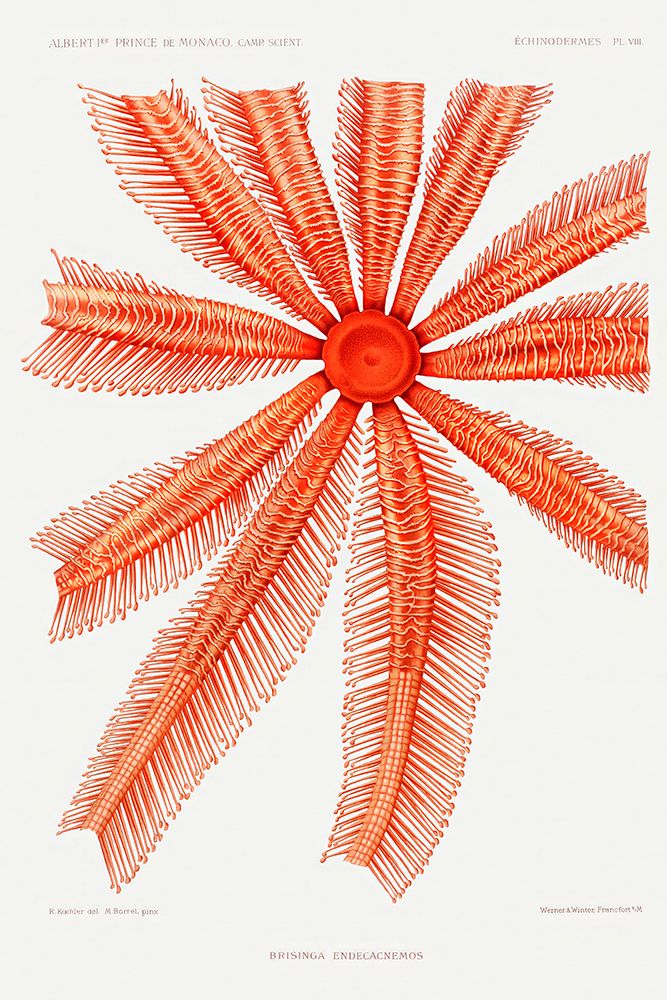 Brisingidae starfish illustration art print by Albert I Prince of Monaco for $57.95 CAD