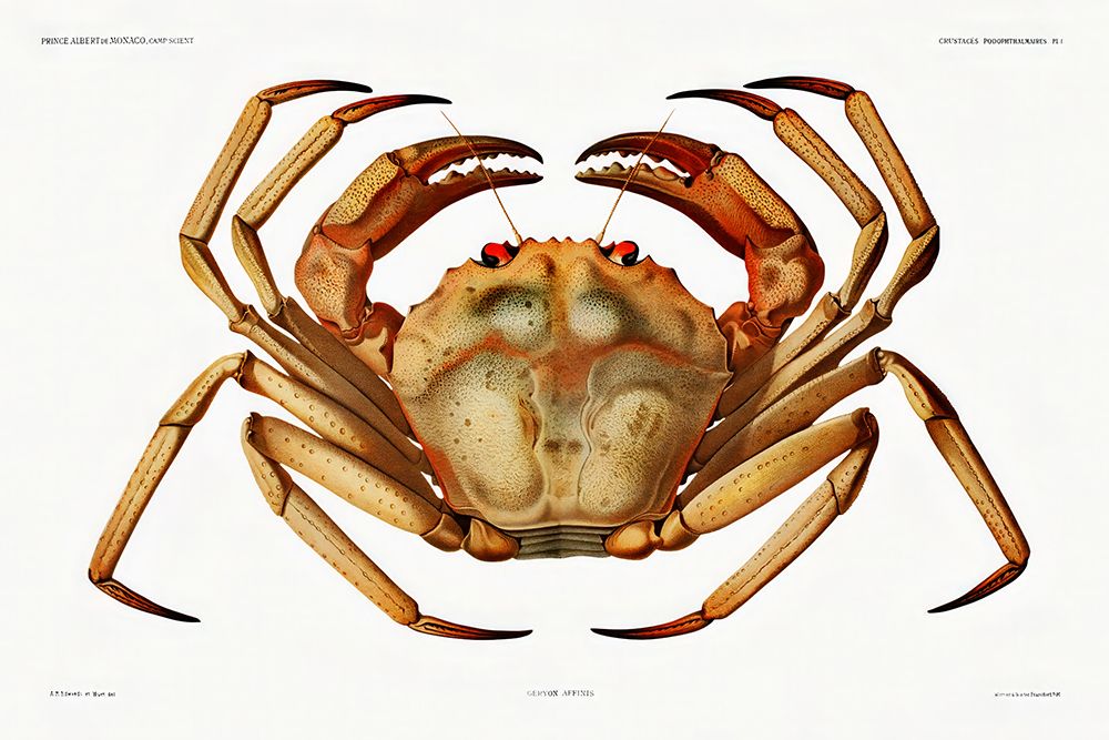 Chaceon, the Atlantic deep sea red crab art print by Albert I Prince of Monaco for $57.95 CAD