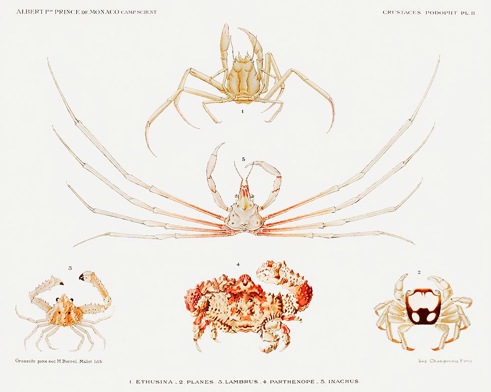 Crab varieties set illustration II art print by Albert I Prince of Monaco for $57.95 CAD