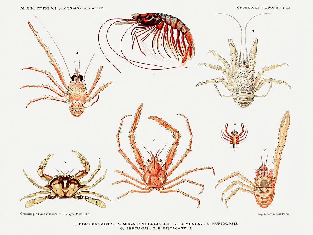 Crabs and shrimps set illustration art print by Albert I Prince of Monaco for $57.95 CAD