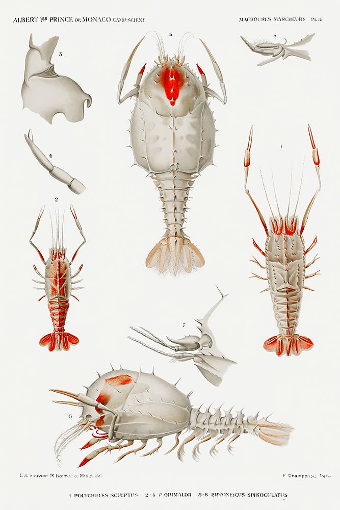 Decapod varieties set illustration art print by Albert I Prince of Monaco for $57.95 CAD