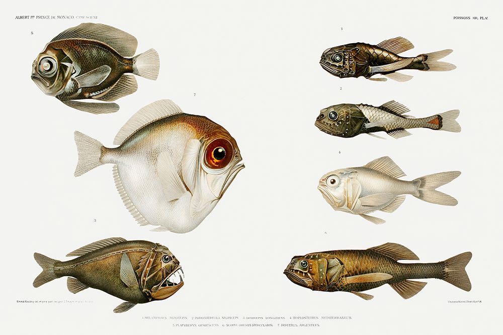 Deep sea fish varieties set illustration art print by Albert I Prince of Monaco for $57.95 CAD