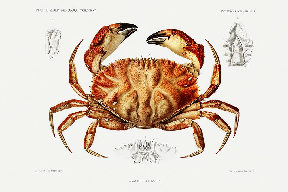 Dungeness crab illustration art print by Albert I Prince of Monaco for $57.95 CAD