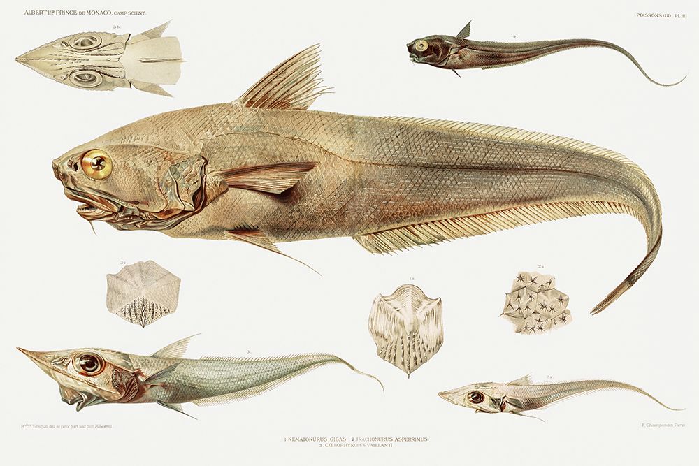 Fish varieties set illustration art print by Albert I Prince of Monaco for $57.95 CAD