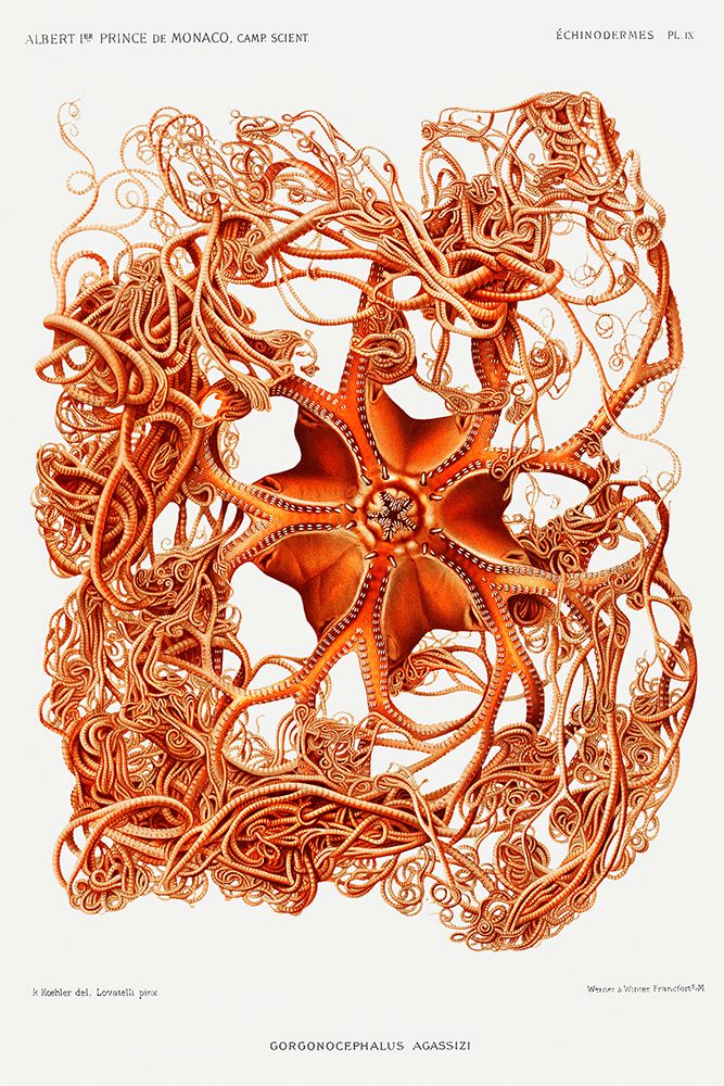Gorgonocephalus arcticus, a basket star illustration art print by Albert I Prince of Monaco for $57.95 CAD