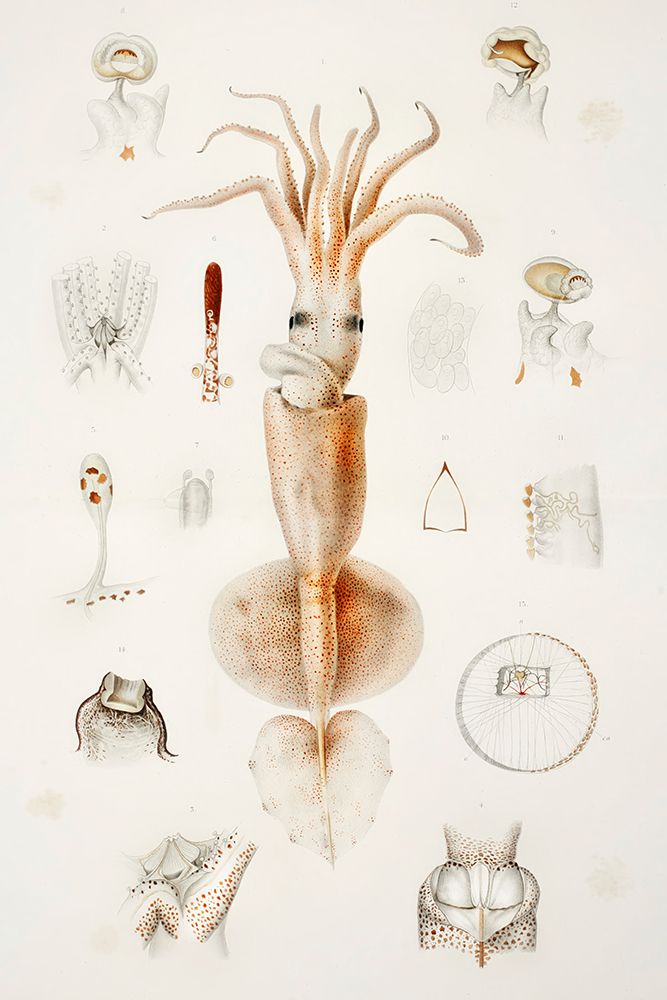 Grimaldi scaled squids external and internal organs art print by Albert I Prince of Monaco for $57.95 CAD