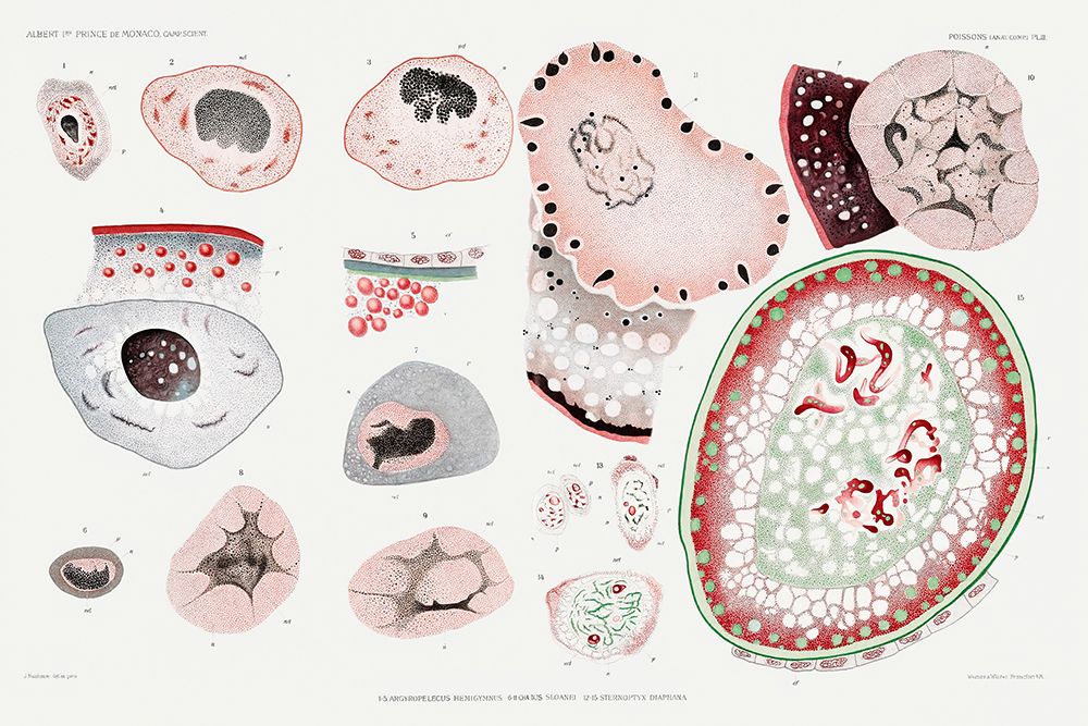 Illustration of marine lifes cells art print by Albert I Prince of Monaco for $57.95 CAD