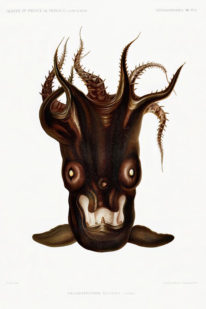 Special black squid illlustration art print by Albert I Prince of Monaco for $57.95 CAD