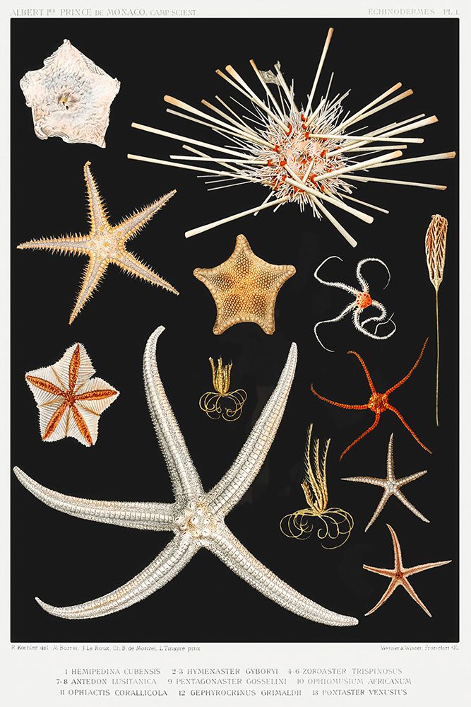 Starfish varieties set illustration III art print by Albert I Prince of Monaco for $57.95 CAD