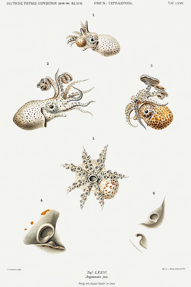 Argonauts illustration art print by Carl Chun for $57.95 CAD