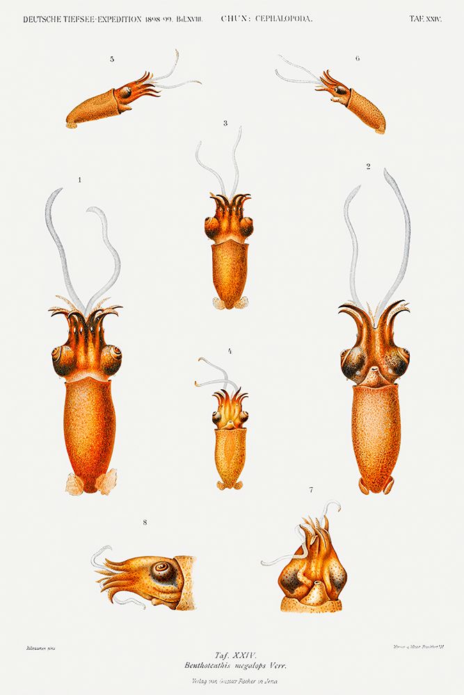 Benthoteuthis megalops Verrill squid illustration art print by Carl Chun for $57.95 CAD