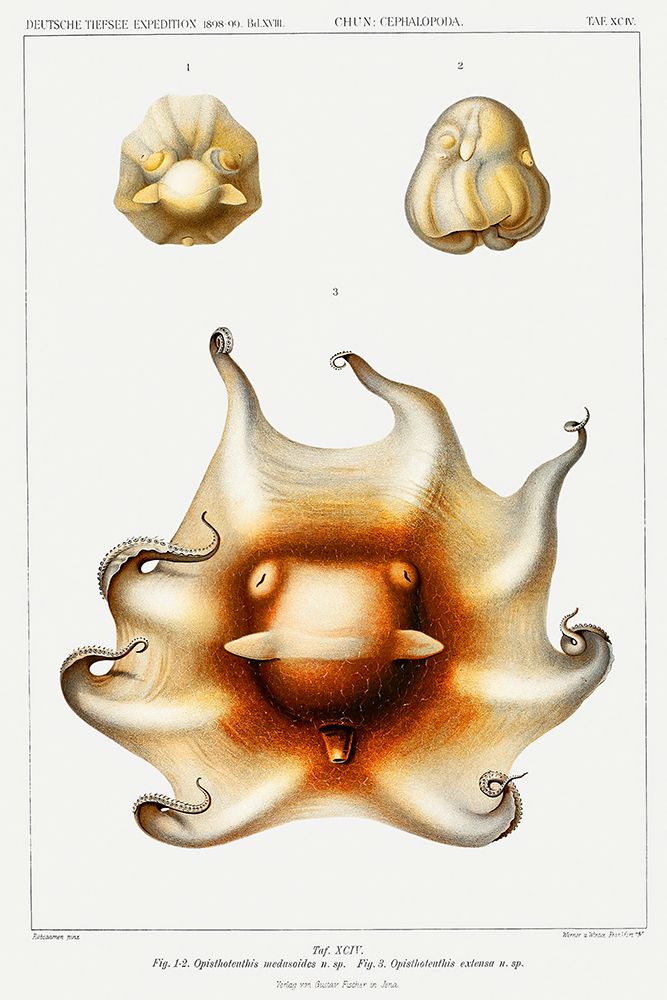 Cirrate octopus illustration I art print by Carl Chun for $57.95 CAD